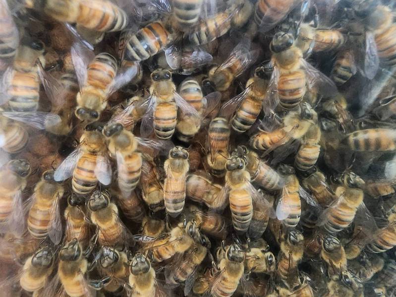 受气候影响，今年荔枝、龙眼开花率低，蜜蜂无蜜可采，各地蜂蜜产量锐减，南投甚至大减8成，蜂农叫苦抱怨。记者赖香珊／摄影