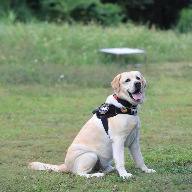 警犬「福星」为拉不拉多公犬，被训练为血迹侦搜犬。 图／警犬福星脸书粉专