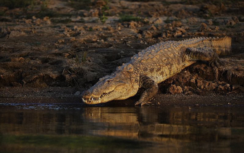 一隻鱷魚正在印度北方邦境內的昌巴爾河畔休息。資料照片。美聯社