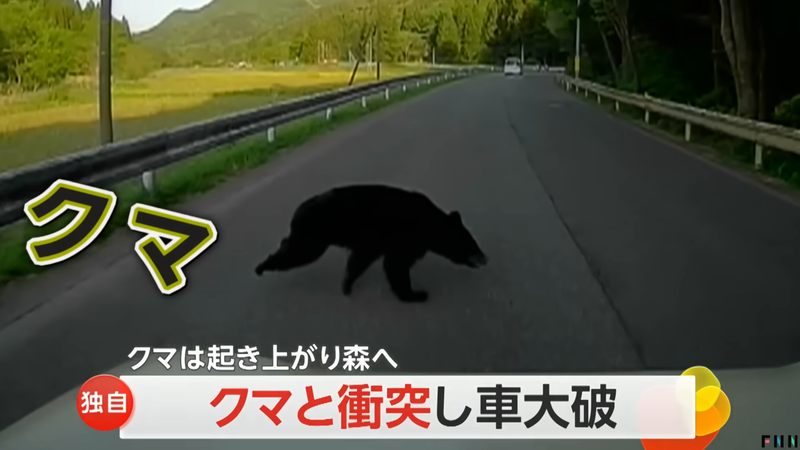 一名日本駕駛在行車途中撞到熊，車子因此嚴重受損。圖擷自FNNプライムオンライン
 youtube