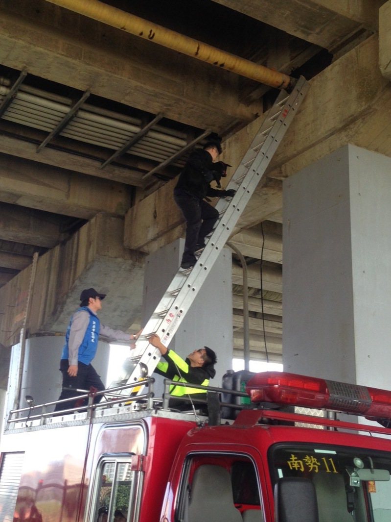 過往高空救援案件數不多時，動保處還可以向消防局請求支援，協助出動雲梯車救援困在高架橋上或是較高樓層的動物。圖／新北市動保處提供