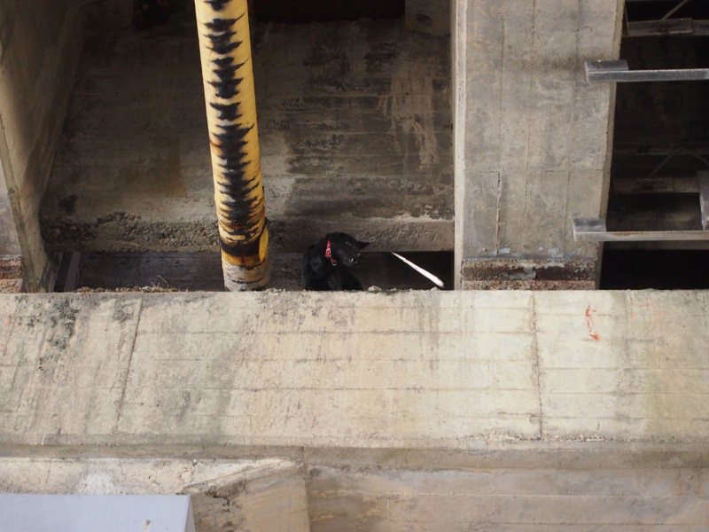 黑狗自己跑上高架桥墩，无法自己跑下来，被民众发现通报动保处协助救援。图／新北市动保处提供