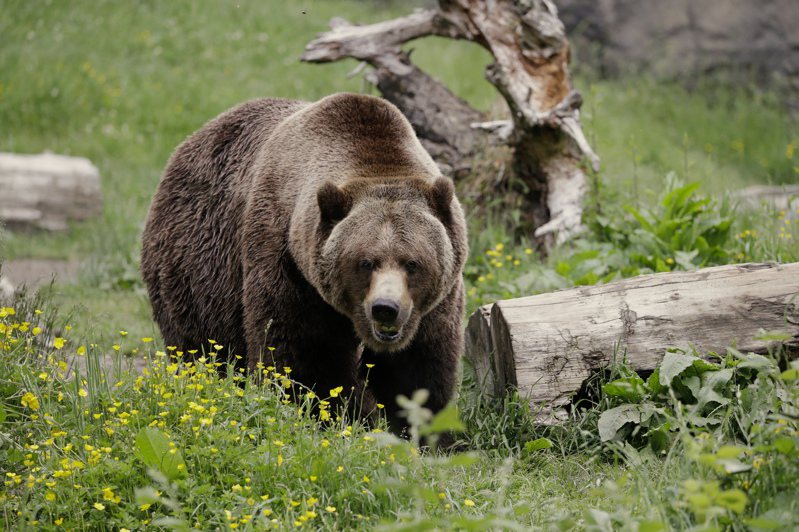 一個假設性問題近幾周在網路上引發熱議，詢問女性如果在森林中落單，寧願遇見熊還是男人，而大多數女性回答「寧願是熊」。美聯社