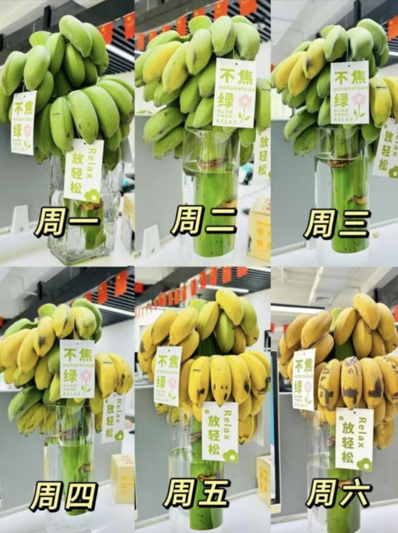 大陸年輕人近期流行在辦公室種香蕉。（圖／取自瀟湘晨報）