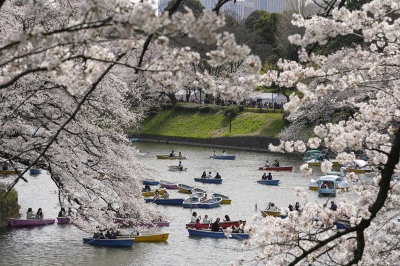 日本大致恢复疫前的如常生活，图为人们在樱花季出游。（欧新社）(photo:UDN)