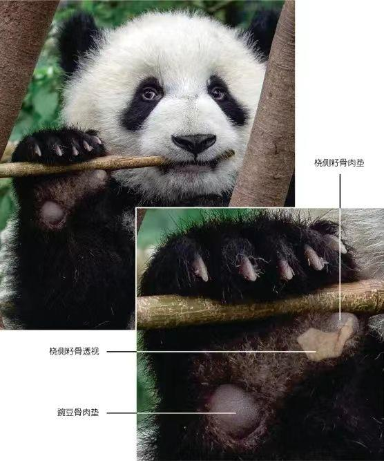 大熊貓抓握和咀嚼竹子。（新華社）