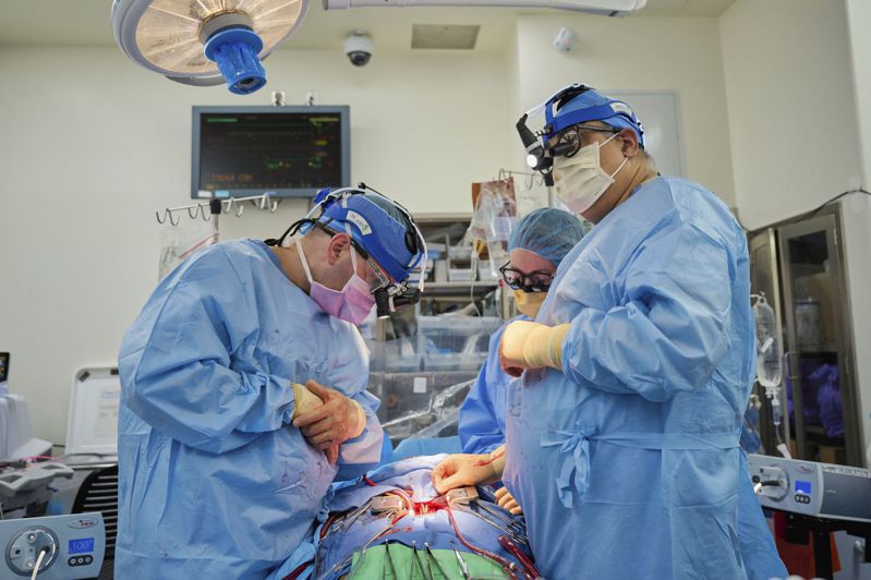 纽约大学医学中心外科团队正把猪心移植到脑死病人身上。(美联社)(photo:UDN)
