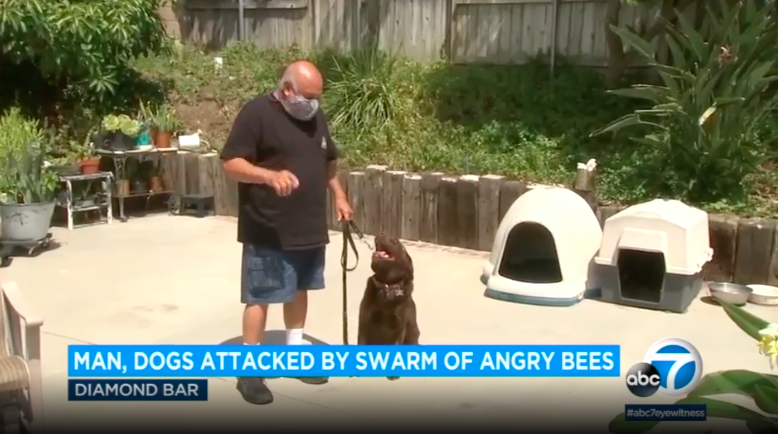 Bob Ramos被蜜蜂蜇伤近50次导致重伤，由于厚重皮毛和巨大体型，爱犬倖存。（ABC7视频截图）(photo:UDN)
