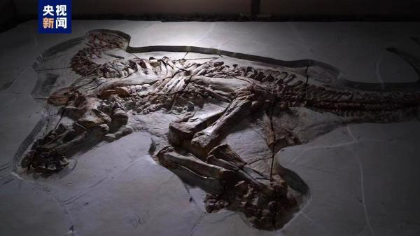 皮膚印痕保存完整，河北首次發現兩具完整「熱河生物群」恐龍化石。（取材自央視新聞）
