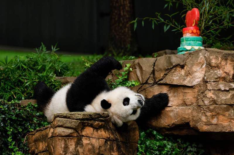 大熊貓「小奇蹟」12月即將返中國，華府國家動物園在送別活動中，特別請牠吃「果凍蛋糕」。（Getty Images）