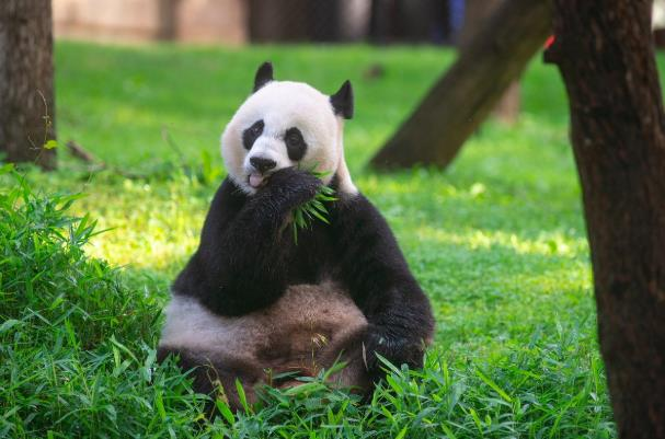圖為日前返回中國的大熊貓「美香」。(國家動物園推特)