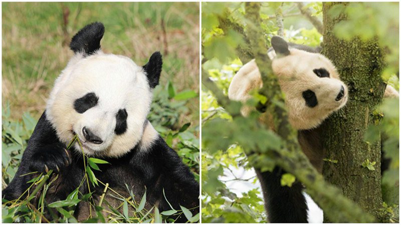 大熊貓「陽光」和「甜甜」，在愛丁堡動物園旅居12年後，已返回中國。（取材自愛丁堡動物園網站）