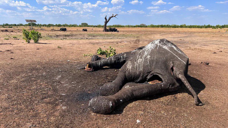 圖為辛巴威萬基國家公園死亡的大象。(美聯社)
