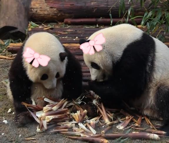 大熊貓和葉與和花原來是姊妹。（取材自成都大熊貓繁育研究基地）