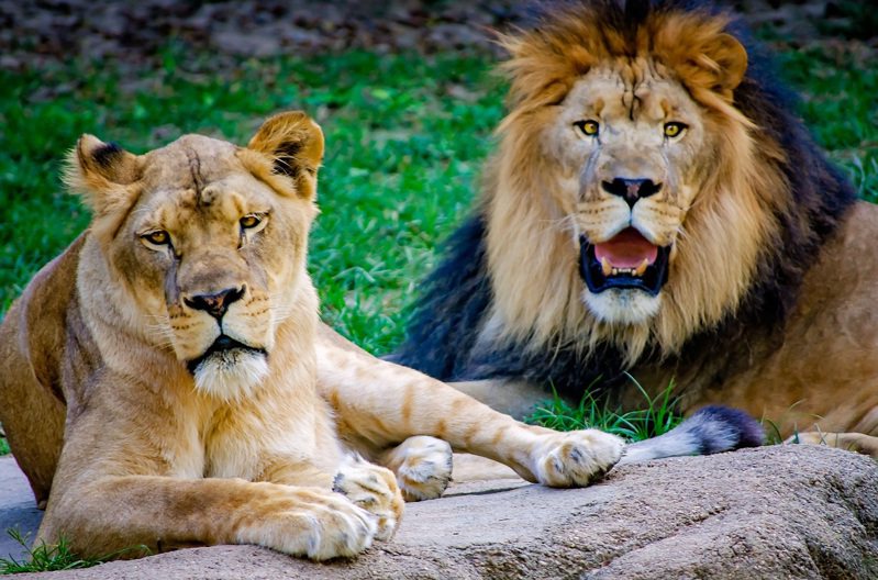 印度加尔各答高等法院的法官22日要求两只狮子改名，原因是强硬的印度教徒团体投诉命名方式伤害了宗教情感。非当事狮子。示意图。（路透 / alamy）(photo:UDN)