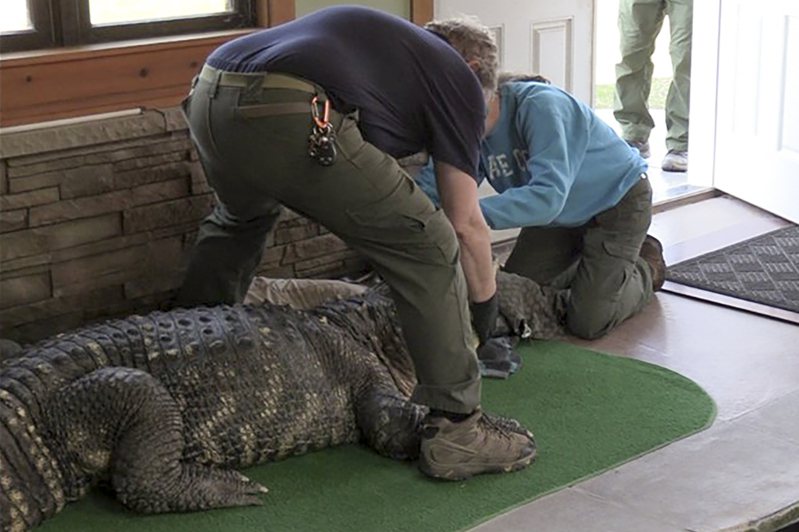 紐約州一名男子在家中飼養一條鱷魚長達34年，據稱生性溫馴，日前卻遭警察和動保官員以危害公共安全為由強行帶走。(美聯社)
