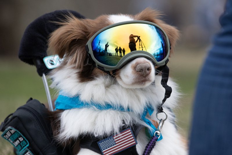 紐約州安大略湖東岸韋斯科特沙灘州立公園，觀看日全食的人給小狗也戴上了護目鏡。 (中新社)