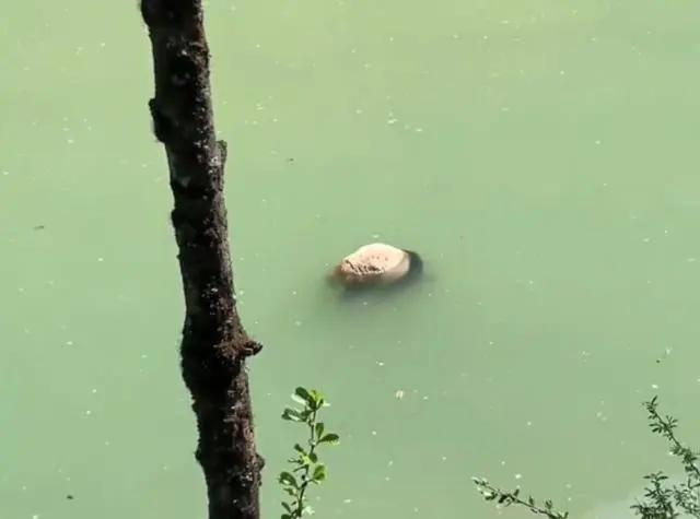 一名網友發現一隻大熊貓在河道中漂浮，當局撈起後證實死因為溺亡，初步排除人為傷害。(取材自潮新聞)