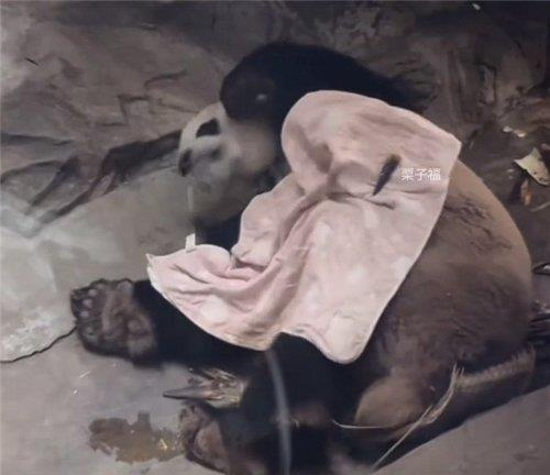 大熊貓睡覺自己會蓋被子。（取材自新華網）