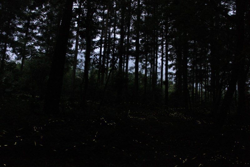 現在是奧萬大螢火蟲季，入夜後森林中螢光點點，相當浪漫。 圖／南投林管處提供