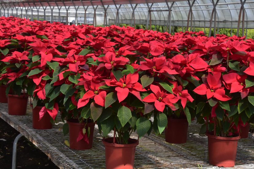 聖誕紅品種已上百，而台灣的聖誕紅種苖多由國外進口。 圖／沈正柔 提供