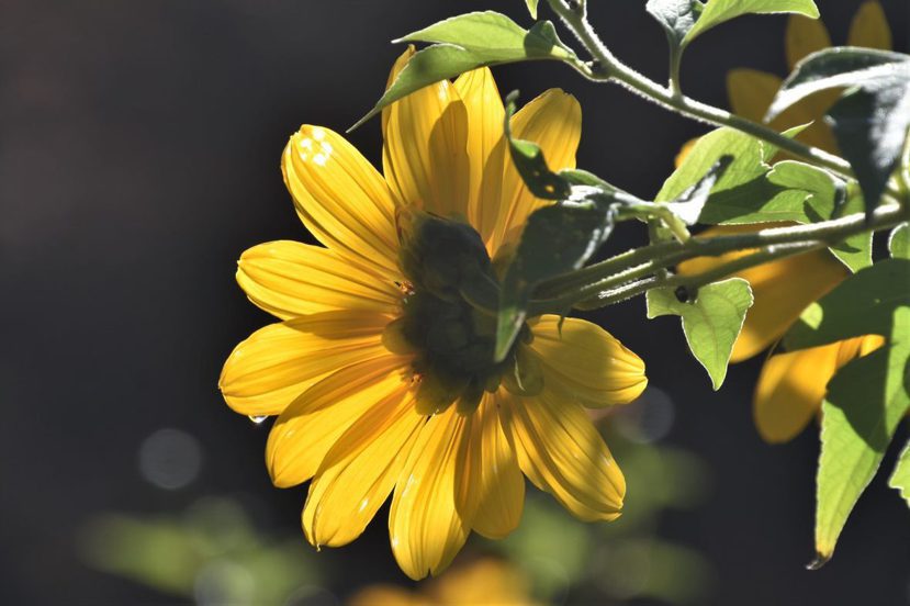 黄花像似一朵朵和煦的小太陽。 圖／沈正柔 提供