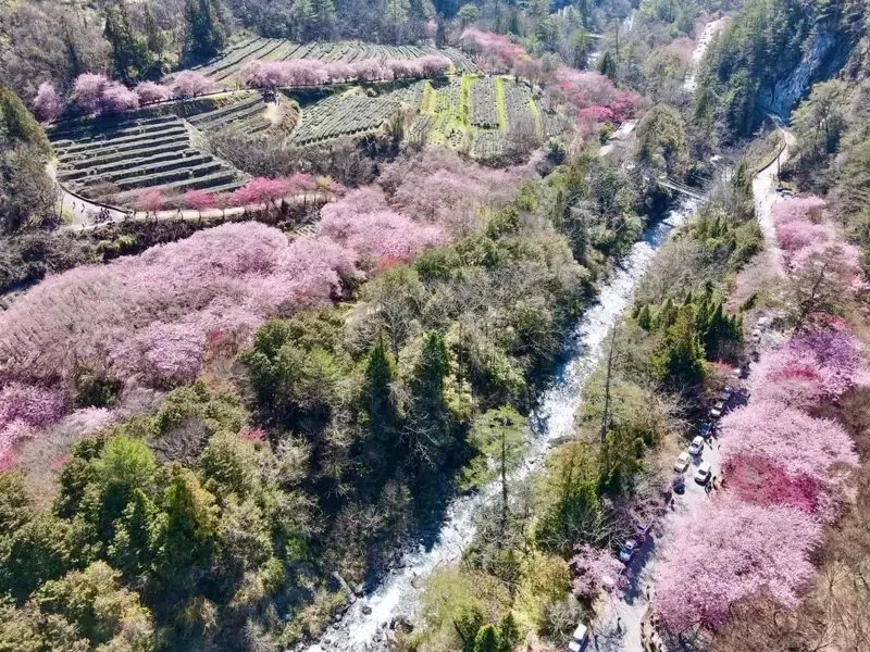 武陵農場的櫻花今年提早開花，從空拍照片觀看櫻花盛開的壯觀美景，讓人讚嘆。
 圖...
