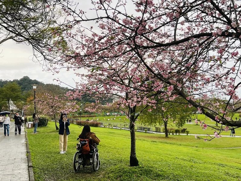新店陽光運動公園浪漫櫻花。 圖／新北高灘處提供
