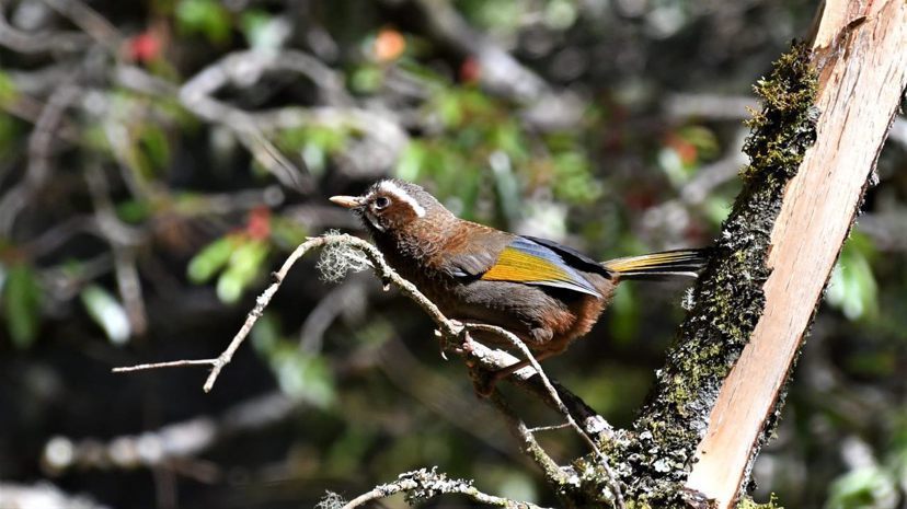 金翼白眉是台灣特有種，多生活於中、高海拔灌木叢或森林邊緣。 圖／沈正柔攝影
