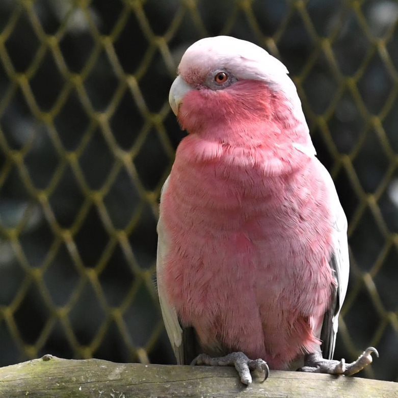 粉紅鳳頭鸚鵡一襲粉衫吸睛。 圖／沈正柔攝影