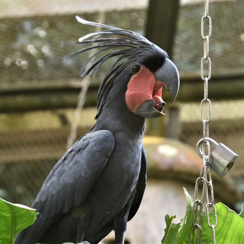 一隻棕櫚鳳頭鸚鵡不断攀爬，不時啄咬木頭、鎖鍊；上下參差的喙無法咬合，總露出紅黑條...