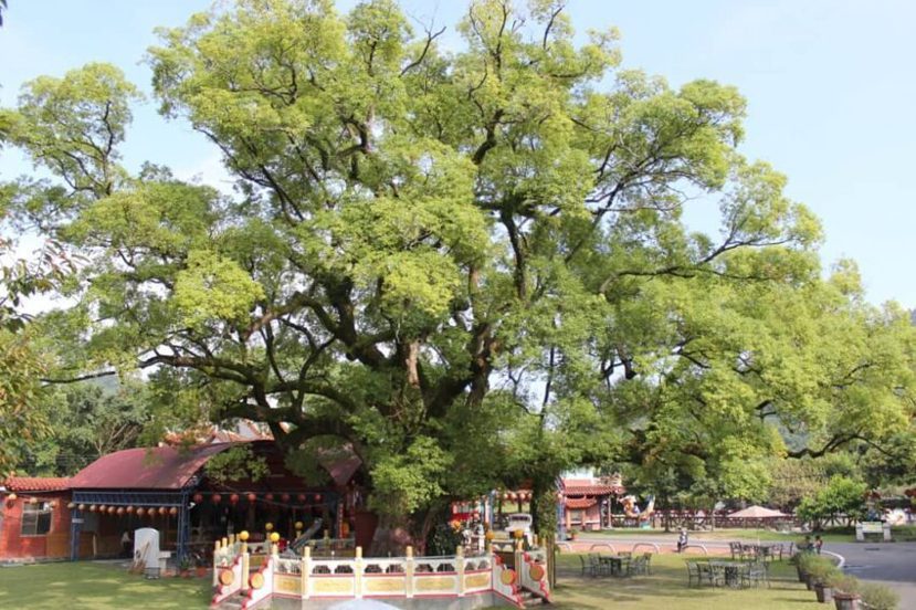 集集大樟樹位於集集大眾爺廟旁，樹齡高達700多歲，見證了集集鎮的興衰歷史，當地人...
