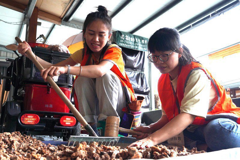 弘道基金會背包客志工體驗芋頭乾製作。 圖／弘道基金會提供
