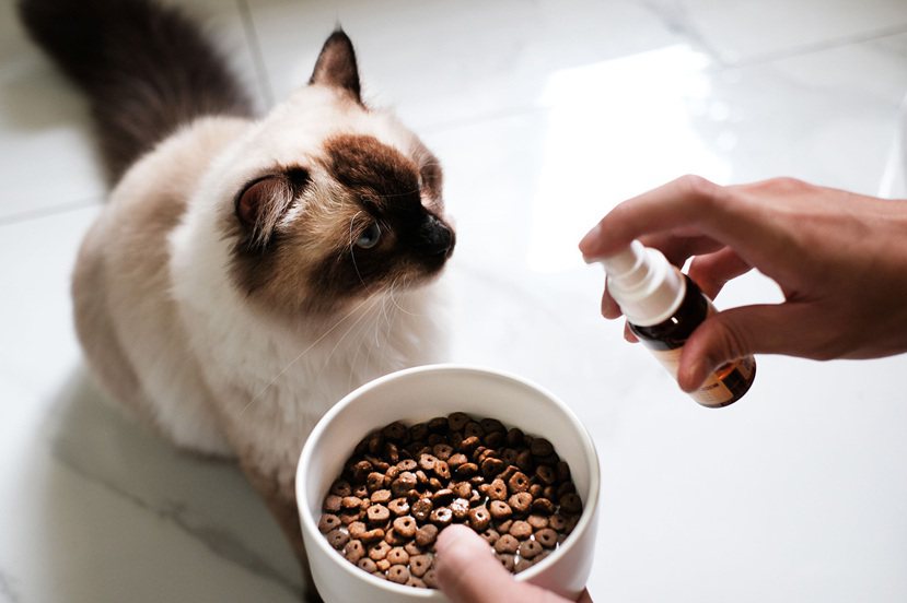 貓狗補充必須營養素，有助保護皮膚屏障。 圖／蘇冠明 攝影