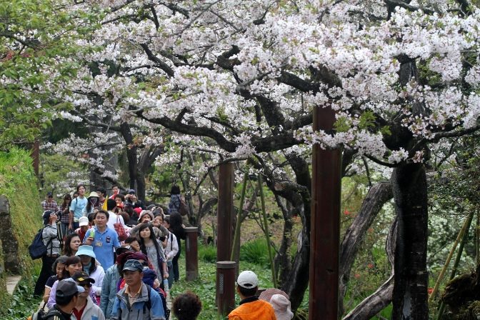 網友盛讚阿里山的櫻花美如雪。 圖／聯合報系資料照片