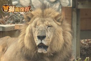 壽山動物園的公獅二哥經過右眼摘除手術後恢復良好，園方表示在照顧上都很順利。記者陳煜彬／攝影