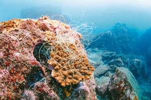 綠色和平盤點台灣六大海洋觀光區沿近海的海上活動，發現大鵬灣、東北角、北海岸為生態壓力最高的前三名，其中北海岸萊萊地質區發現有廢棄漁網纏繞珊瑚。圖／綠色和平提供
