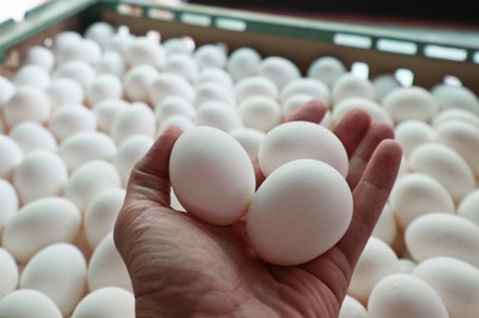 對於媒體報導中秋後蛋價可能上漲一事，中求台北市蛋商業同業公會理事長林天來則表示，沒有這件事。 圖／聯合報系資料照