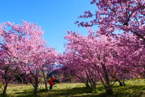 今年有多波低溫，有專家認為可能會讓櫻花花期提早。圖為去年花季照。圖／公路總局提供