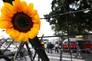 2014年太陽花學運期間，警方在凱道前架設拒馬預防意外狀況，有民眾插上象徵學運的向日葵，軟化肅殺氣氛。圖／聯合報系資料照片