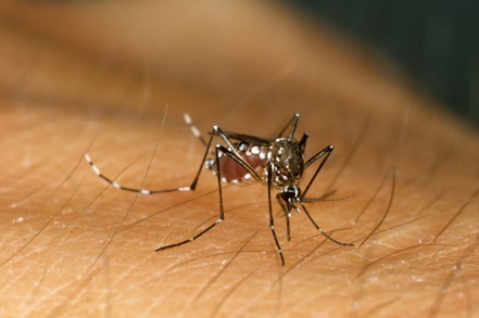 科學家團隊19日在《當代生物學》發表新研究，揭露人類身上的哪種氣味最吸引蚊子。路透／alamy