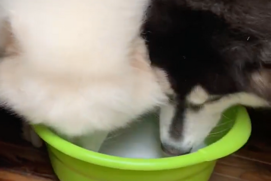 狗狗平常不愛喝水，主人突發奇想決定在水裡「加料」。圖／翻攝自微博