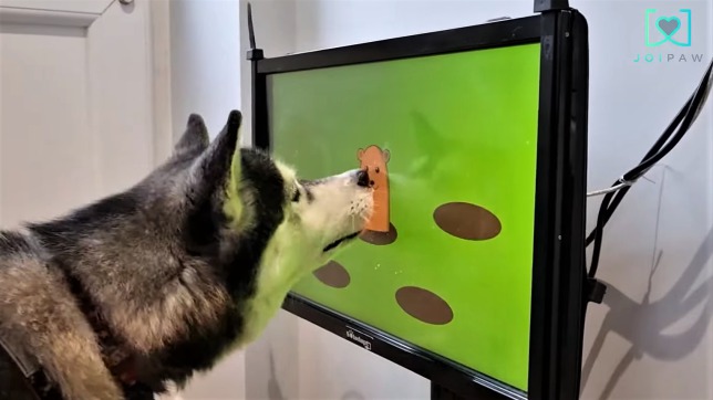 [閒聊] 全球首款「狗狗電玩」問世！用鼻子戳螢
