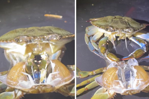 螃蟹蛻殼的過程讓一部分網友看了直呼超驚悚。圖/UNILAD
