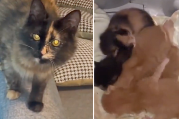有網友分享自己剛帶回家的流浪貓竟然是準媽媽。圖/翻攝自微博