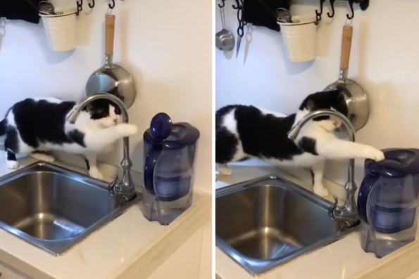 有網友分享一隻堅持要把水壺蓋子蓋好的賓士貓。圖/翻攝自微博