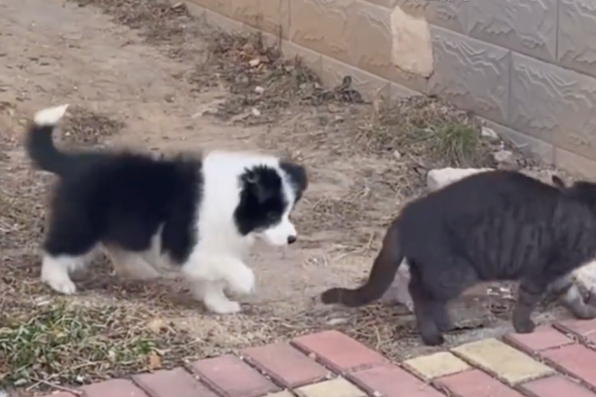 一隻小邊牧學貓咪「躡手躡腳走路」展現超高模仿天份。圖/翻攝自微博