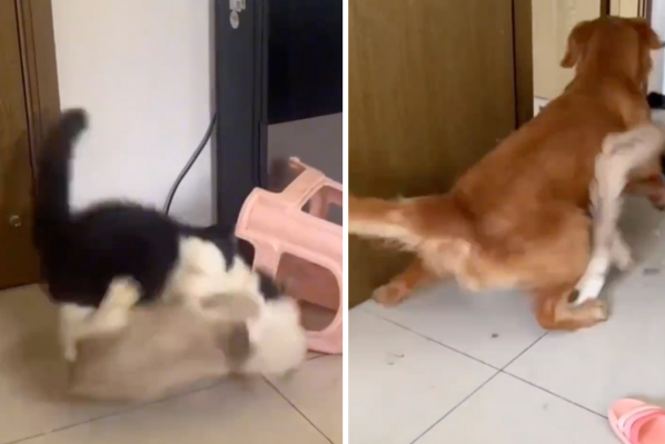 影片中兩隻貓咪激烈扭打，一旁阿金不怕捲入戰場，直接上前用身體隔開雙方。圖/翻攝自微博