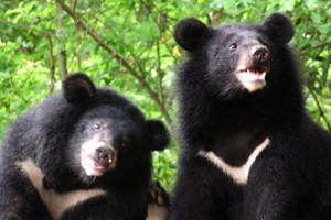 國寶瀕臨絕種 亟需保育的不只台灣黑熊
