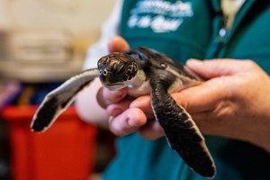 雪梨救援受傷小海龜 連續六天排便只排出塑膠